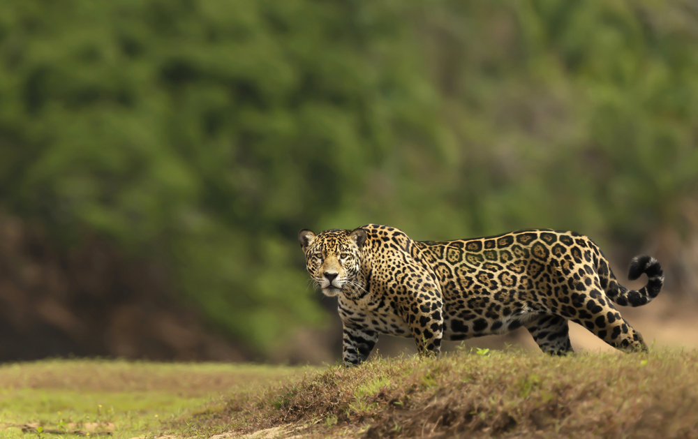 Depositphotos