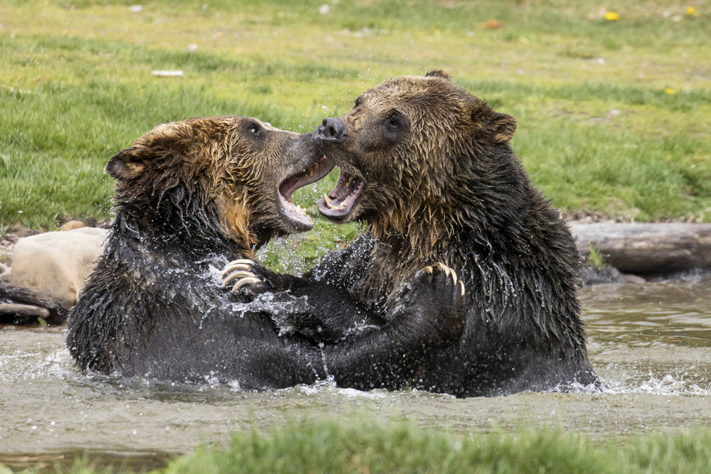 Depositphotos