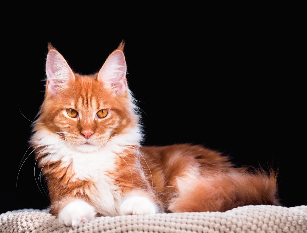 Top 5 Cutest Red Cat Breeds – A Loving Guide to Fiery Felines