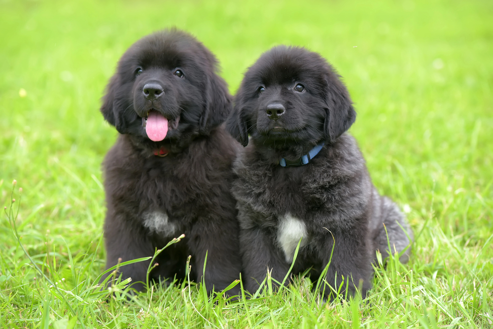 Top 10 Overraskende familievenlige hunde