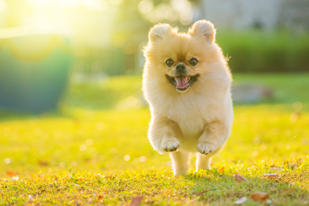 Top 10 hunde med de sødeste øjne