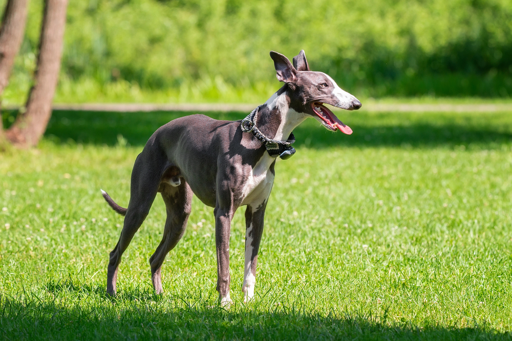 Top 10 hunde med vilde evner