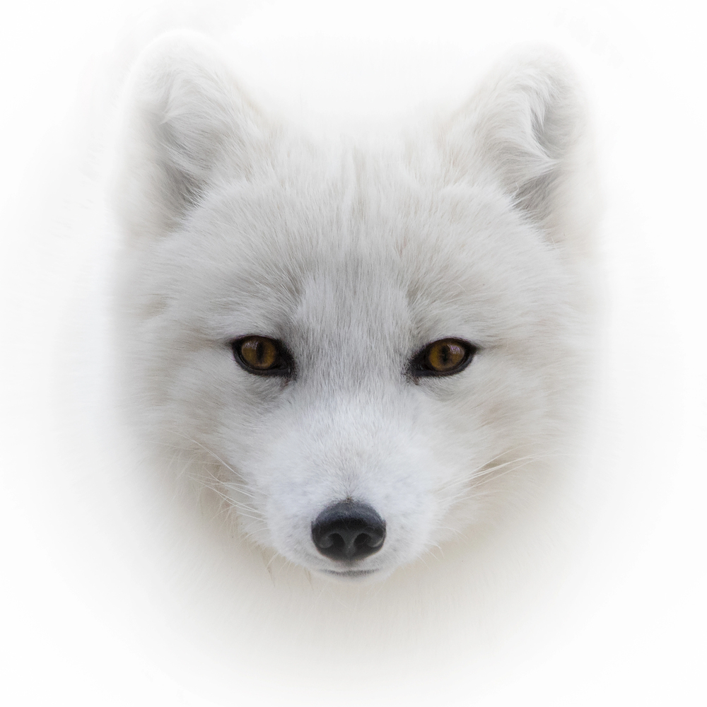 Survival of the Fittest: 10 dyr der har mestret ekstreme forhold