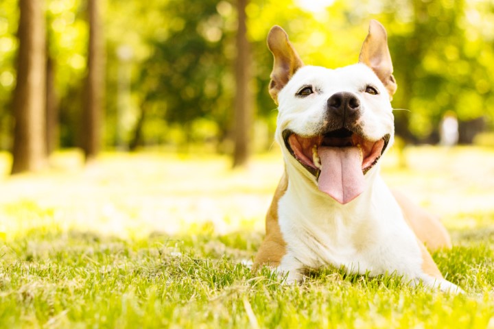 Top 10 Most Loyal Dog Breeds – Your Best Friend for Life