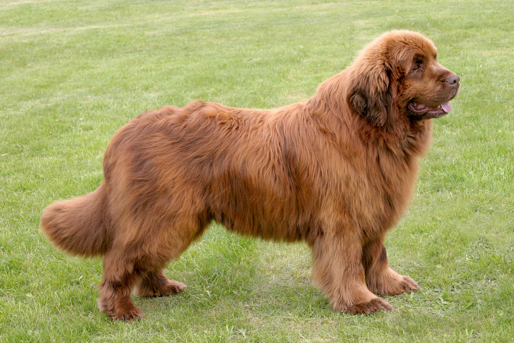Top 10 hunde­rac­er som elsker vand