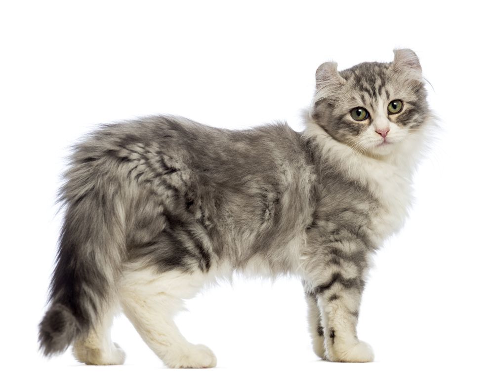american-curl-fit-2000x2000x80.webp