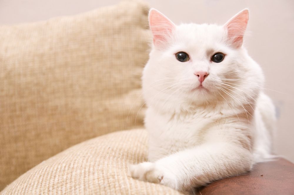 angora-kat-fit-2000x2000x80.webp