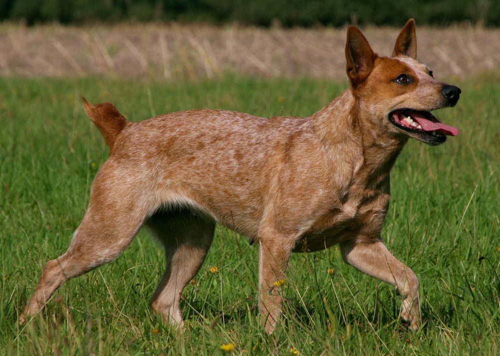 australian-stumpy-tail-cattle-dog-fit-2000x2000x80.webp