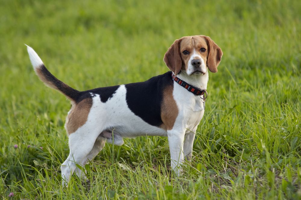 beagle-fit-2000x2000x80.webp