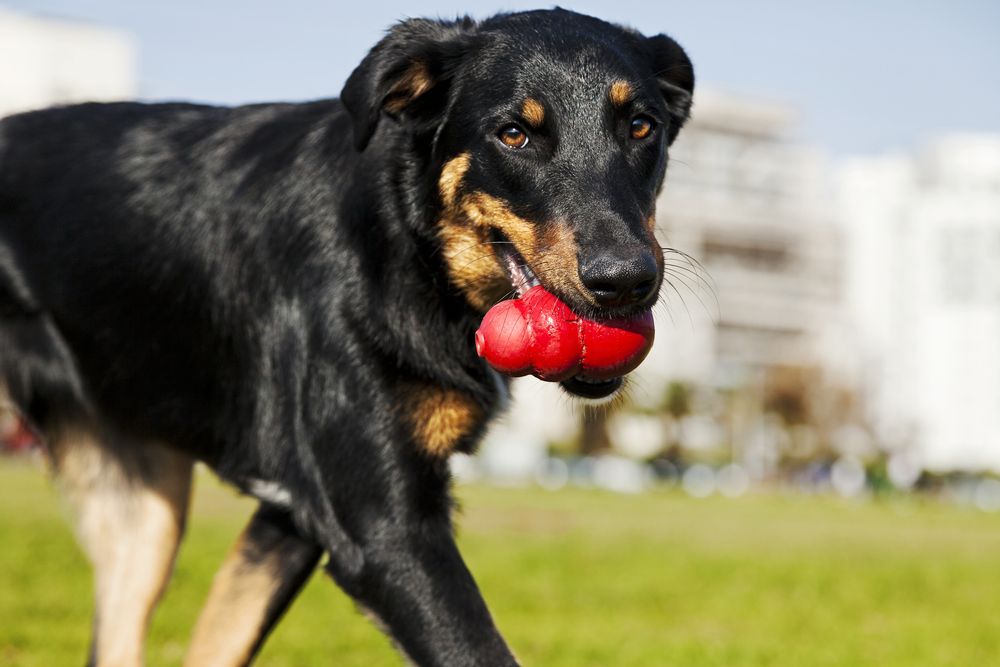 Beauceron