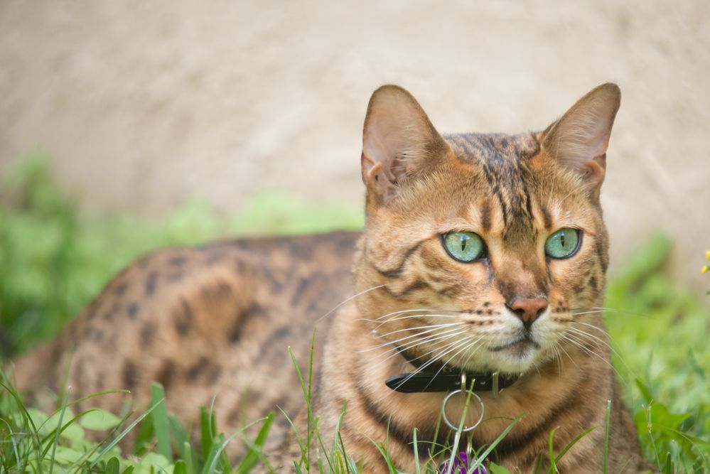 bengalske-kat-fit-2000x2000x80.webp