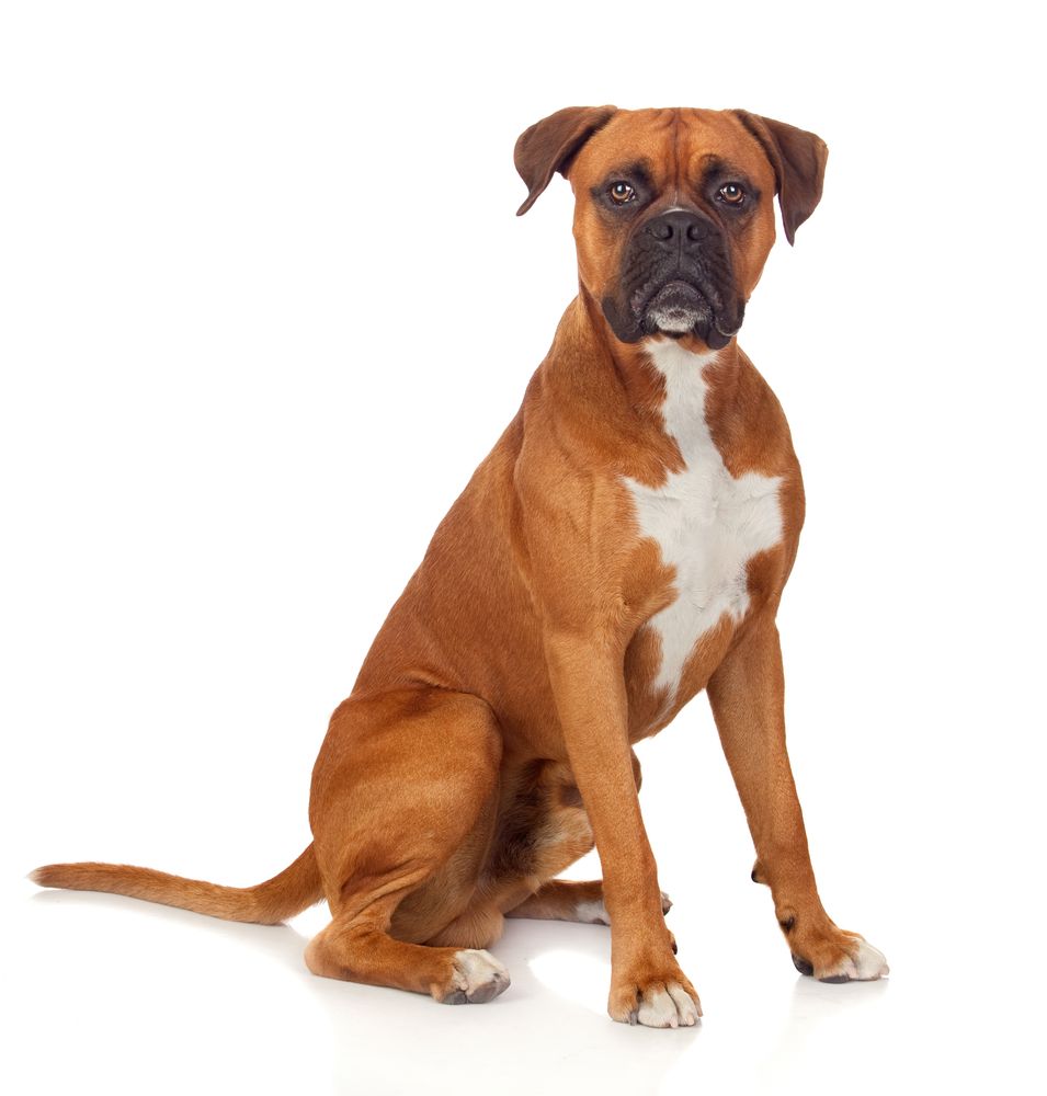 boxer-fit-2000x2000x80.webp