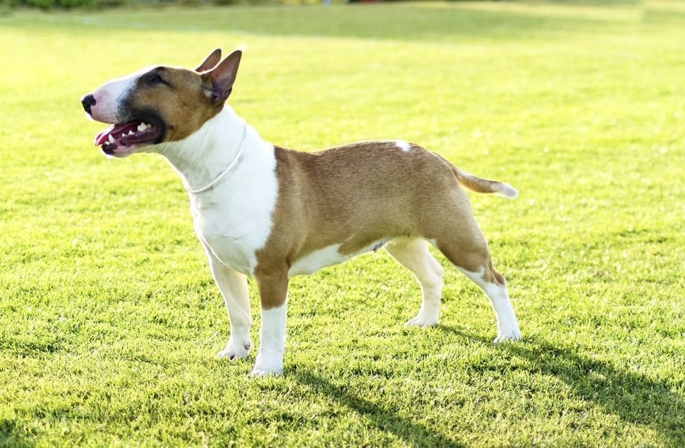 bullterrier-fit-2000x2000x80.webp