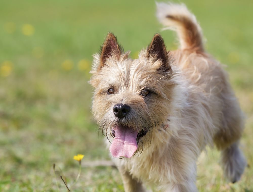carin-terrier-fit-2000x2000x80.webp