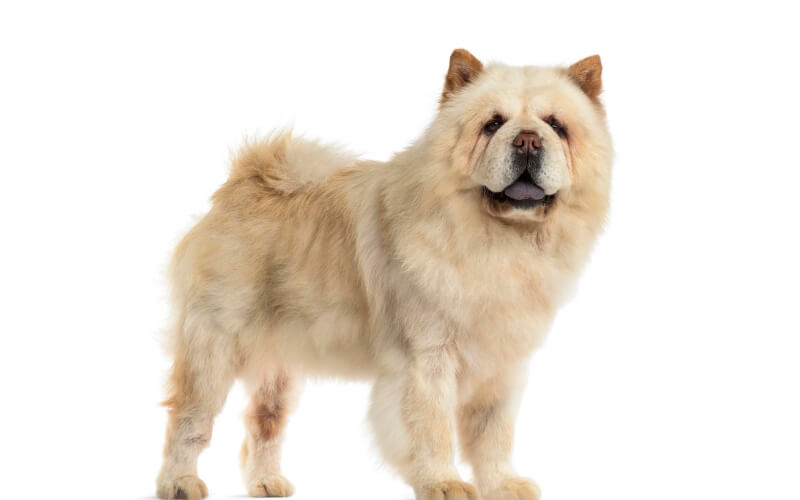 Chow chow – En kærlig og trofast hund