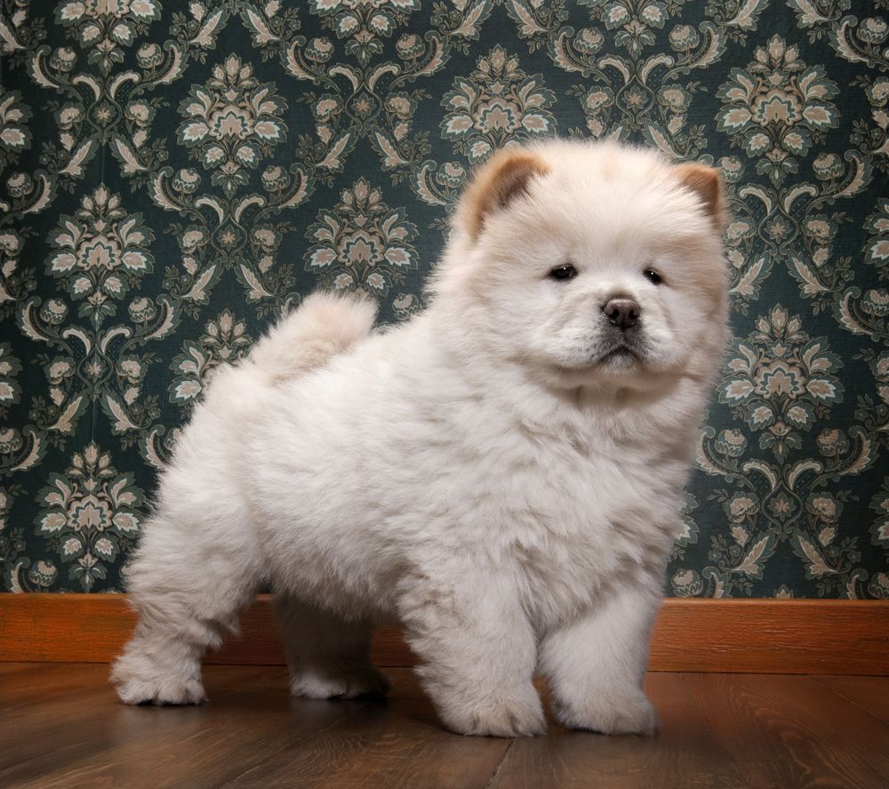 chow-chow-fit-2000x2000x80.webp