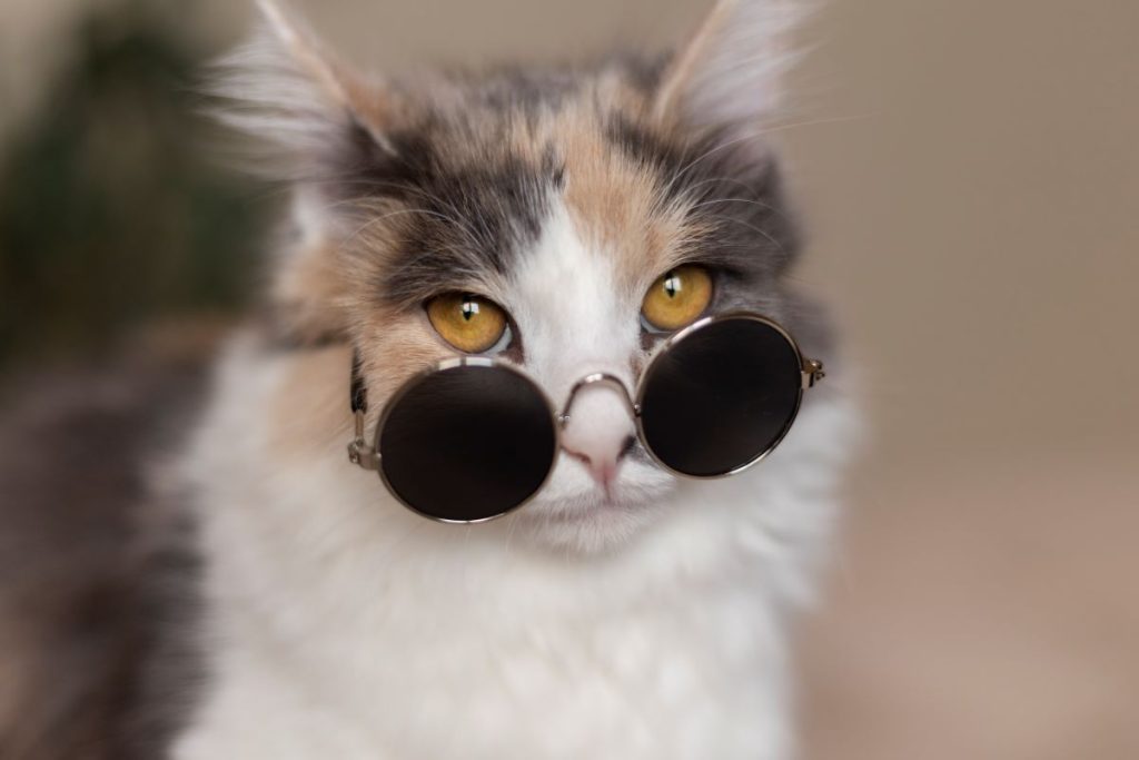 close-up-portrait-beautiful-cat.jpg