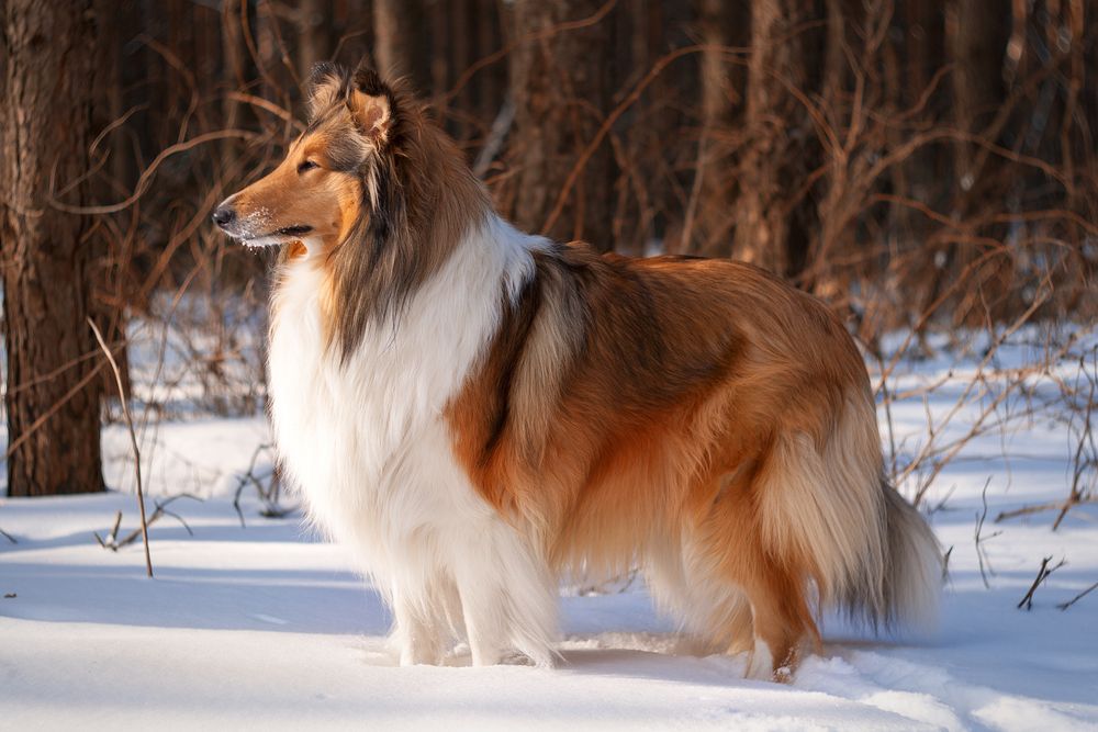 collie-fit-2000x2000x80.webp