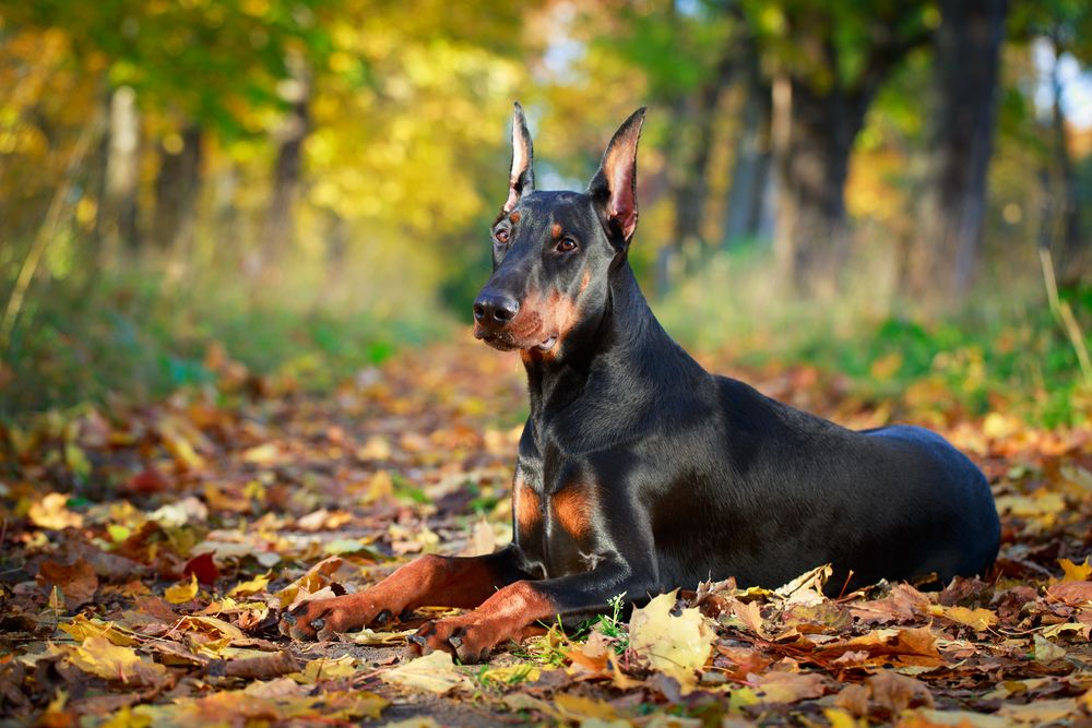 dobermann-fit-2000x2000x80.webp