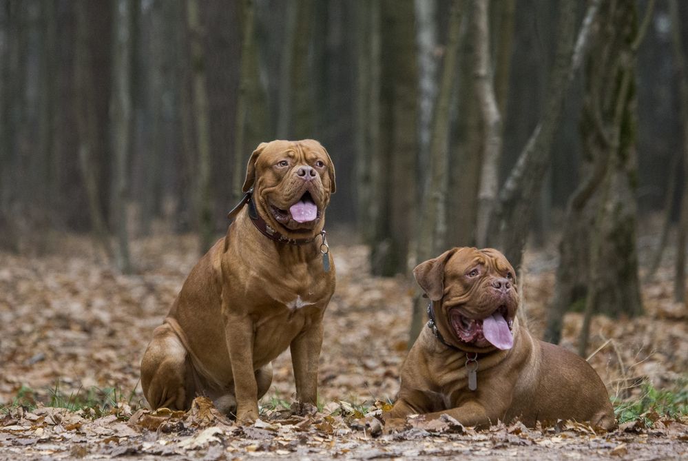Hvilken hund var med i ”Turner & Hooch”?