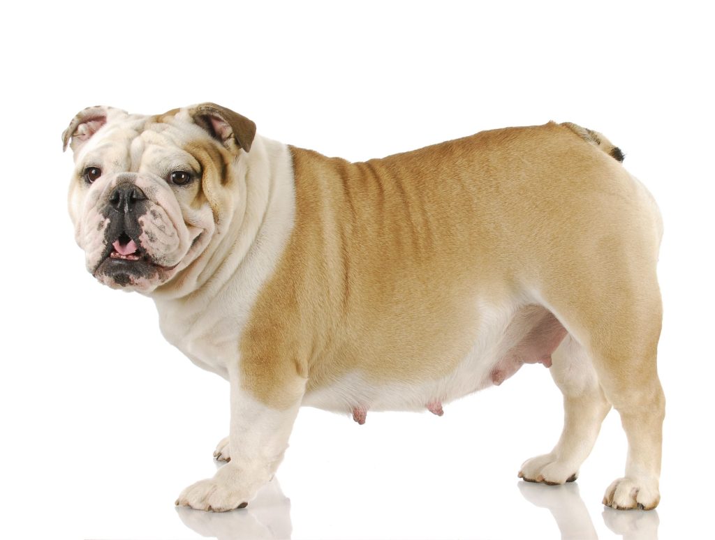 Hvor lang tid er en hund i løbetid?