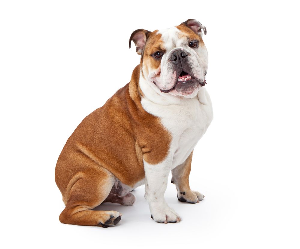 engelsk-bulldog-fit-2000x2000x80.webp