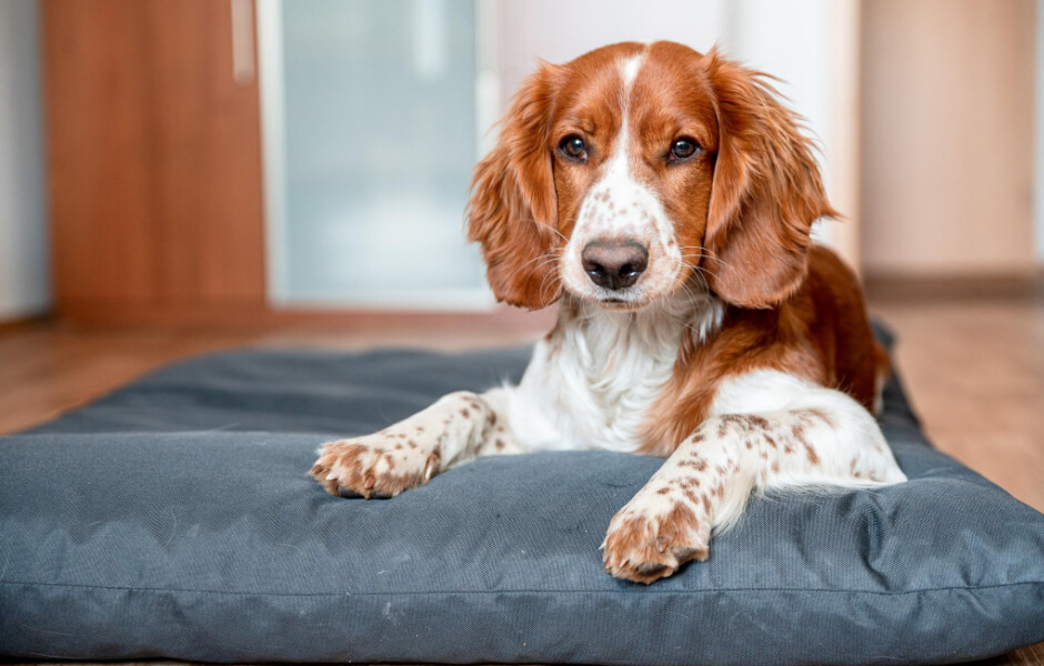 Engelsk Springer Spaniel – Alt du behøver vide