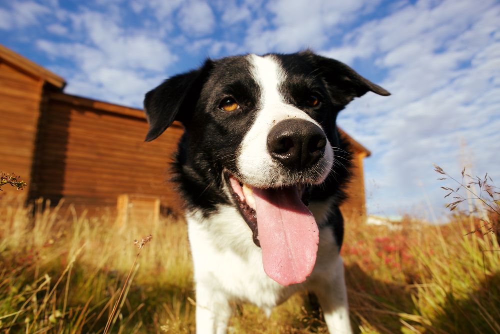 faarehund-fit-2000x2000x80.webp