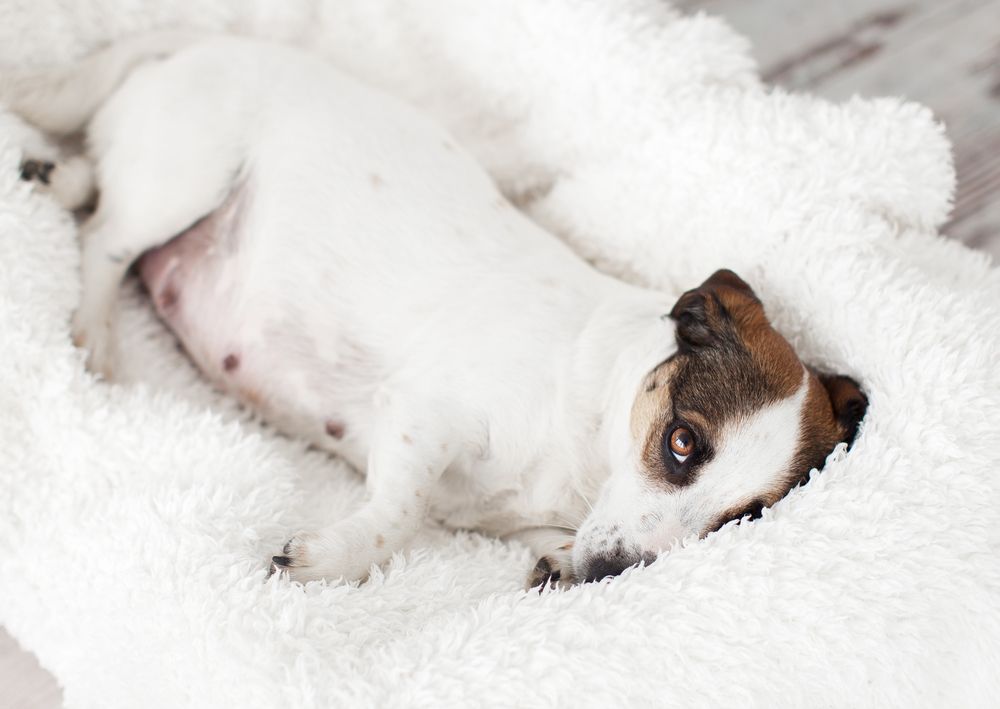 Hvornår er en hund for gammel til at få hvalpe?