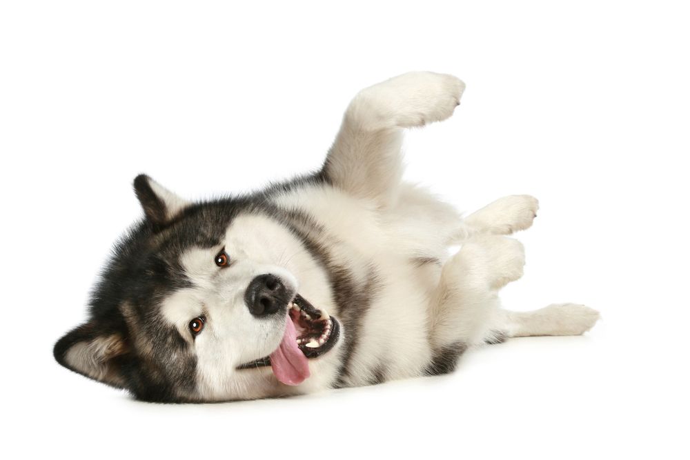 fit-2000x2000x80-3.webp