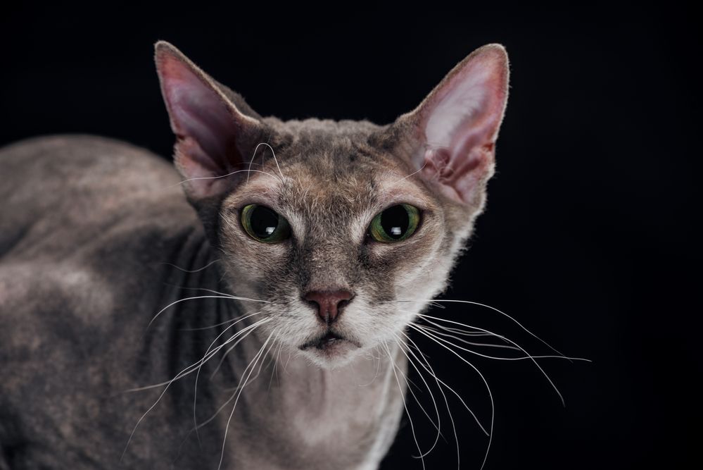 Sphynx: Den hårløse kat med passer af personlighed