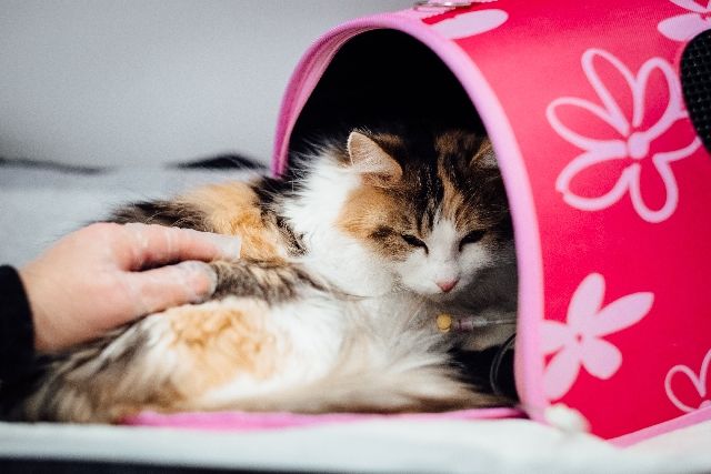 Hvad betyder den ny veterinære EU-forordning for dig og dit kæledyr?