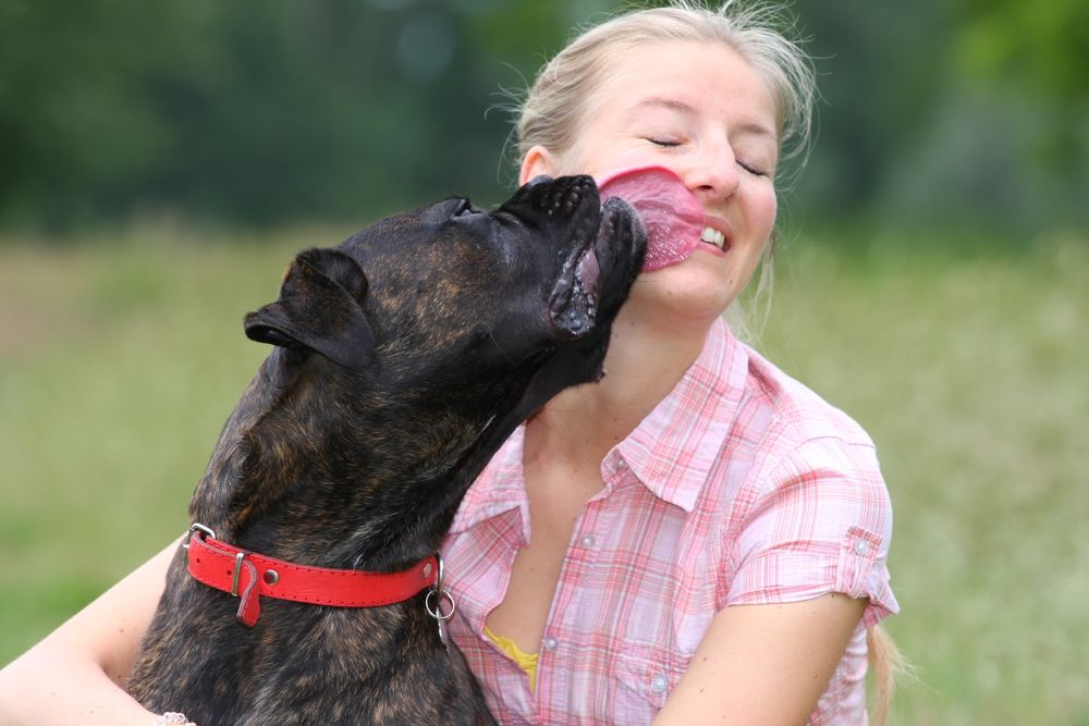 Hvorfor slikker min hund mig?