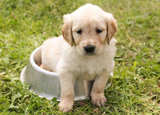 Alt du skal vide om Golden Retriever