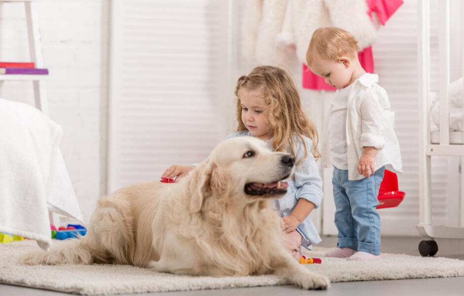 Golden retrievere – Et kig ind i racen