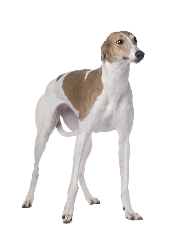 greyhound-fit-2000x2000x80.webp