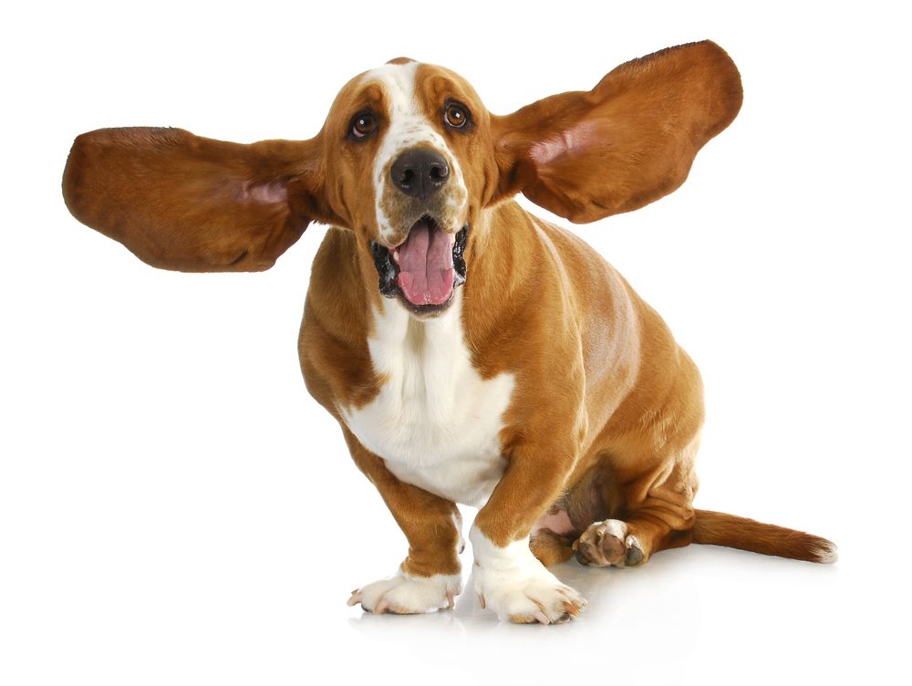 Hvad er forskellen hos hunde med hængeøre og stående øre?