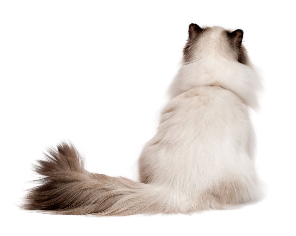himalaya-kat-fit-2000x2000x80.webp