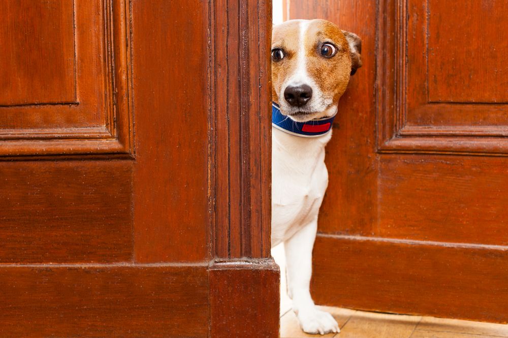 Hvad skal jeg gøre, hvis min hund er bange for fremmede?