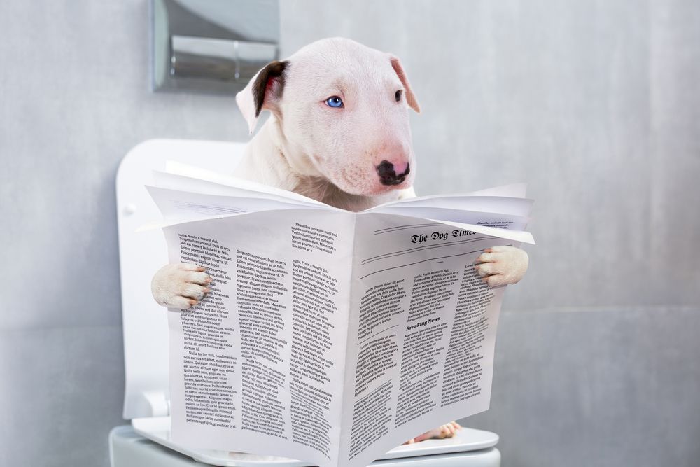 Blærebetændelse hund