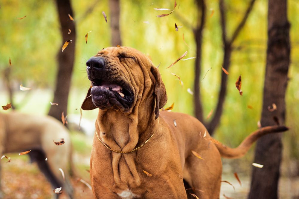hund-der-hoster-fit-2000x2000x80.webp