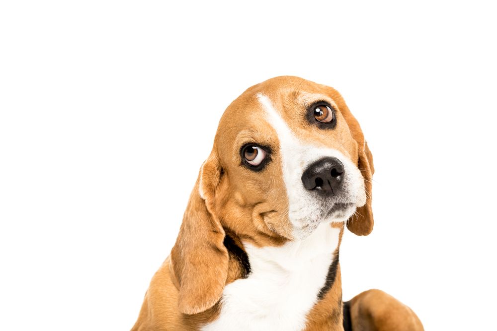 Hvorfor piver min hund?
