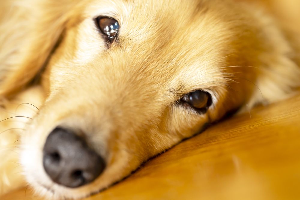 Hvor meget bløder hunden når den er i løbetid?