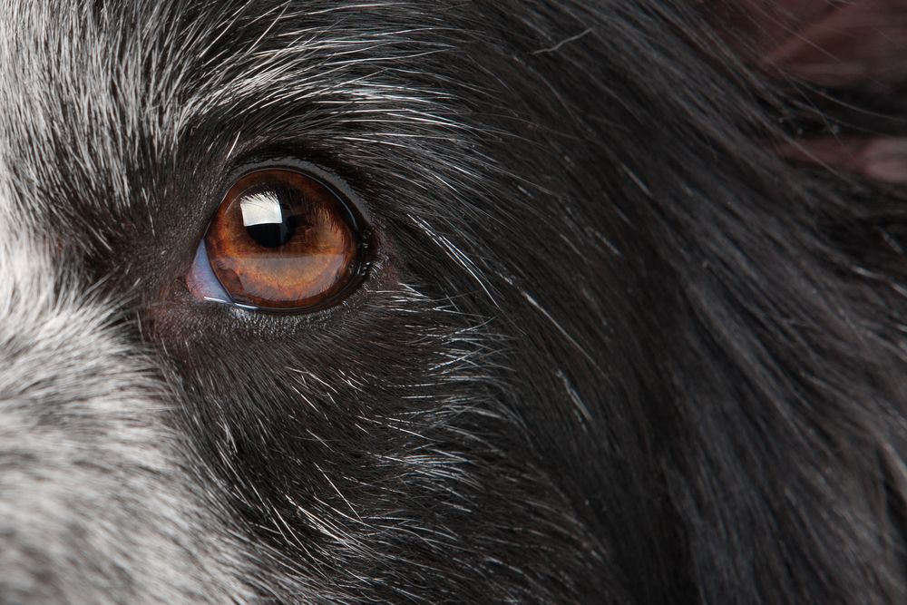 Øjenbetændelse: Det kan også ramme din hund