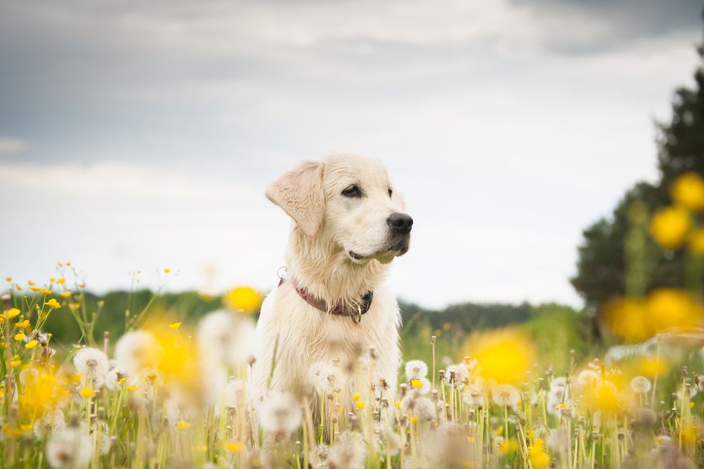 Ferie med hund – Hvad skal du have styr på
