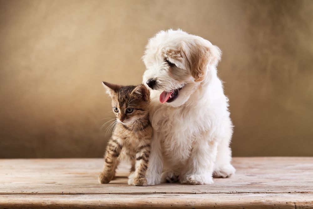 Hvordan sætter man bedst en hund og en kat sammen?