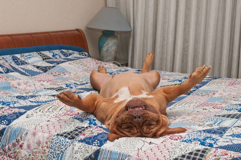 Hvorfor sover hunden ikke om natten