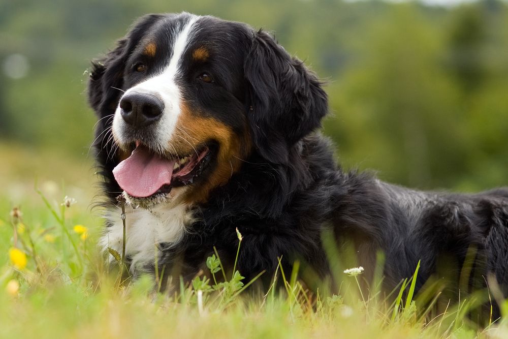 Hvorfor spiser min hund græs?