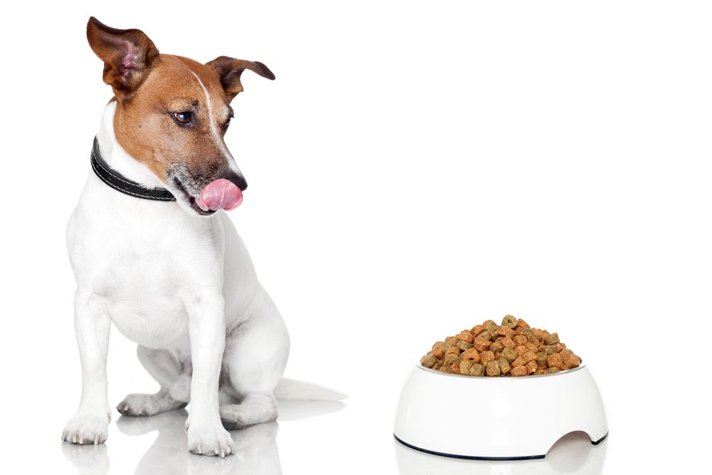 hundefoder-fit-2000x2000x80.webp