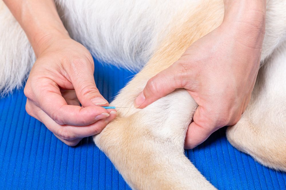 hundemassage-fit-2000x2000x80.webp